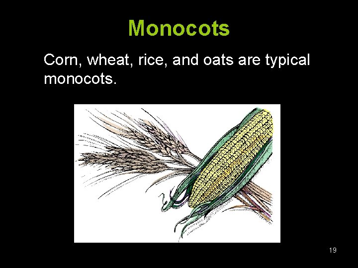 Monocots Corn, wheat, rice, and oats are typical monocots. 19 