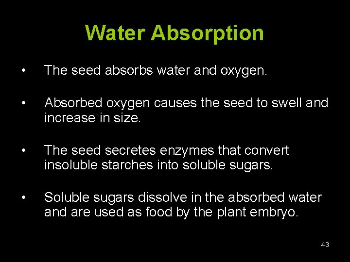 Water Absorption • The seed absorbs water and oxygen. • Absorbed oxygen causes the