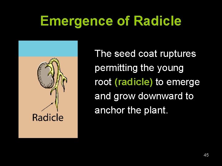 Emergence of Radicle The seed coat ruptures permitting the young root (radicle) to emerge