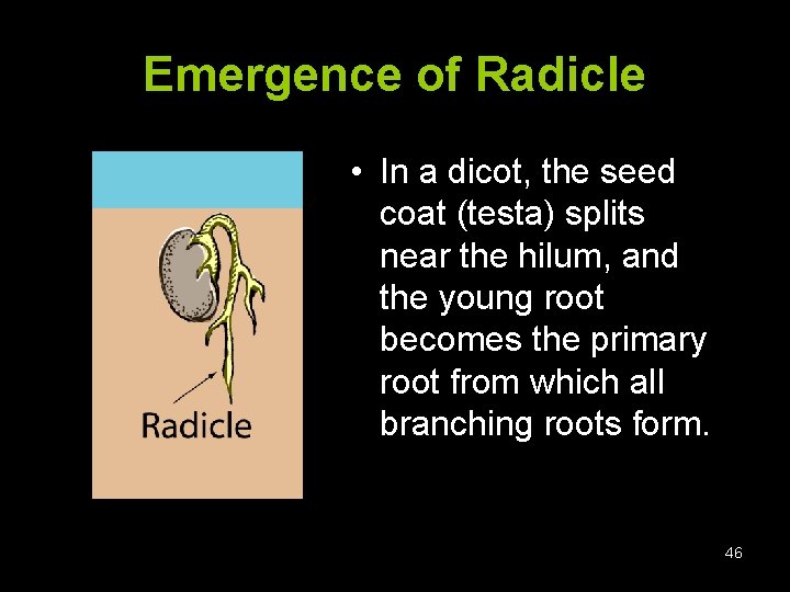Emergence of Radicle • In a dicot, the seed coat (testa) splits near the