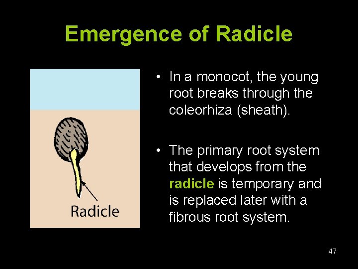 Emergence of Radicle • In a monocot, the young root breaks through the coleorhiza