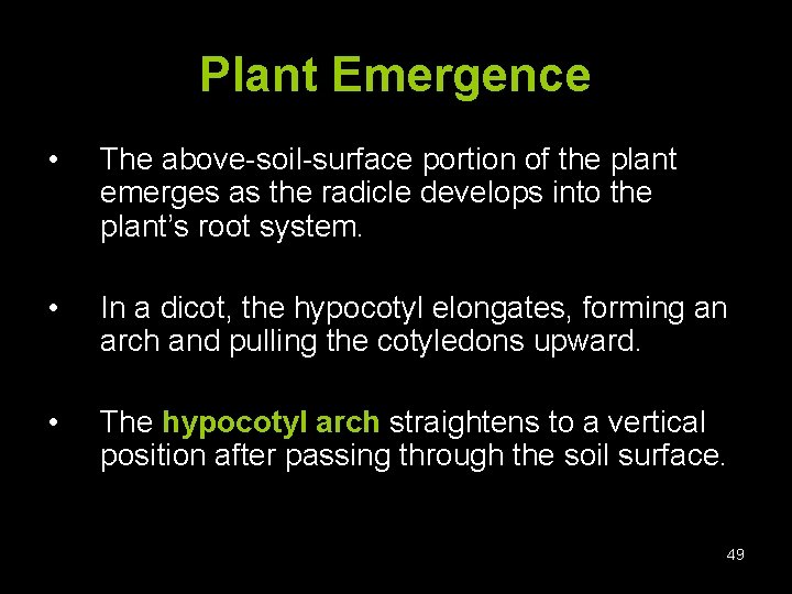 Plant Emergence • The above-soil-surface portion of the plant emerges as the radicle develops