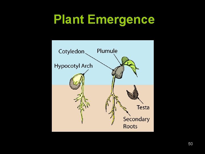 Plant Emergence 50 