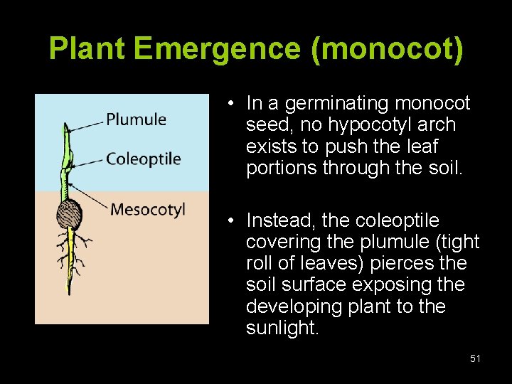 Plant Emergence (monocot) • In a germinating monocot seed, no hypocotyl arch exists to