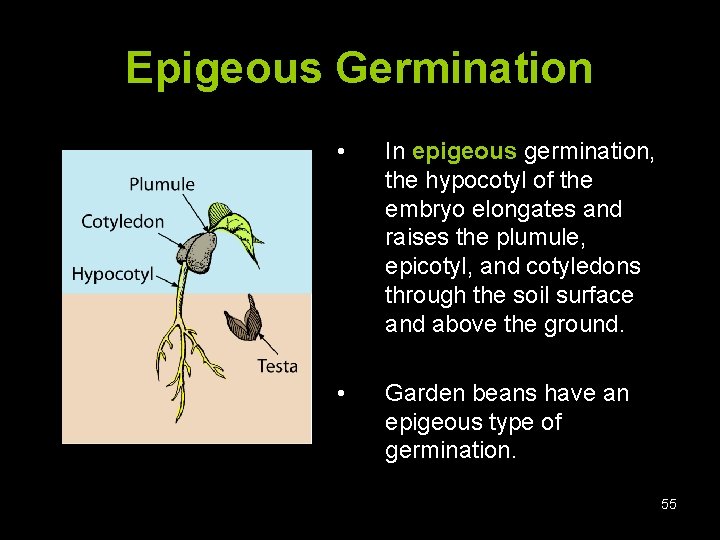 Epigeous Germination • In epigeous germination, the hypocotyl of the embryo elongates and raises
