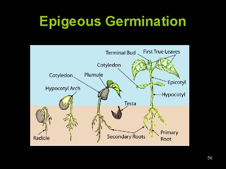 Epigeous Germination 56 