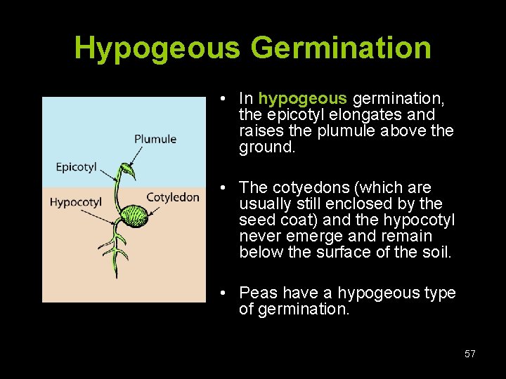 Hypogeous Germination • In hypogeous germination, the epicotyl elongates and raises the plumule above