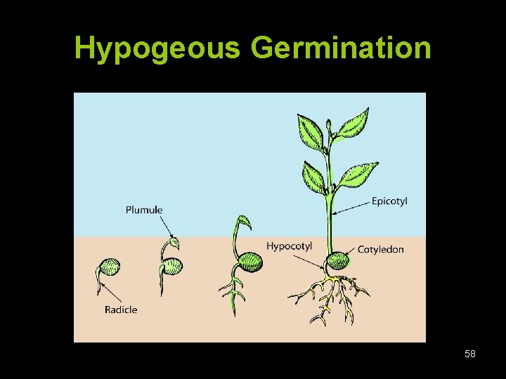 Hypogeous Germination 58 
