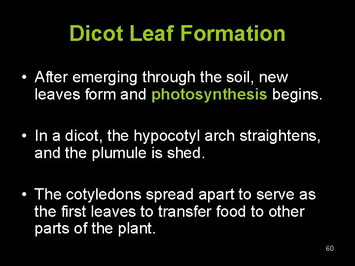 Dicot Leaf Formation • After emerging through the soil, new leaves form and photosynthesis