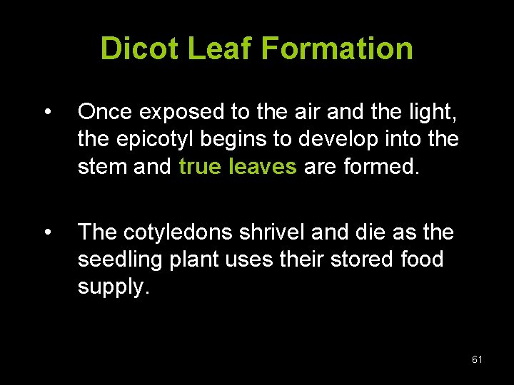 Dicot Leaf Formation • Once exposed to the air and the light, the epicotyl