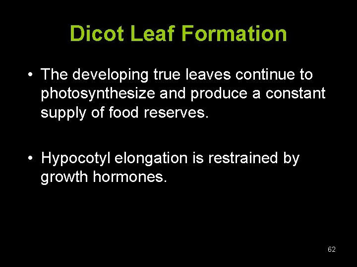 Dicot Leaf Formation • The developing true leaves continue to photosynthesize and produce a