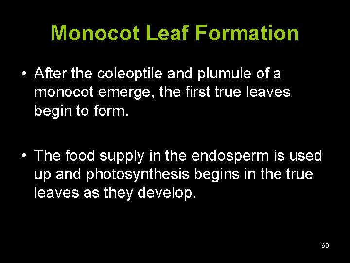 Monocot Leaf Formation • After the coleoptile and plumule of a monocot emerge, the