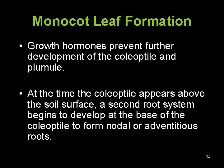 Monocot Leaf Formation • Growth hormones prevent further development of the coleoptile and plumule.