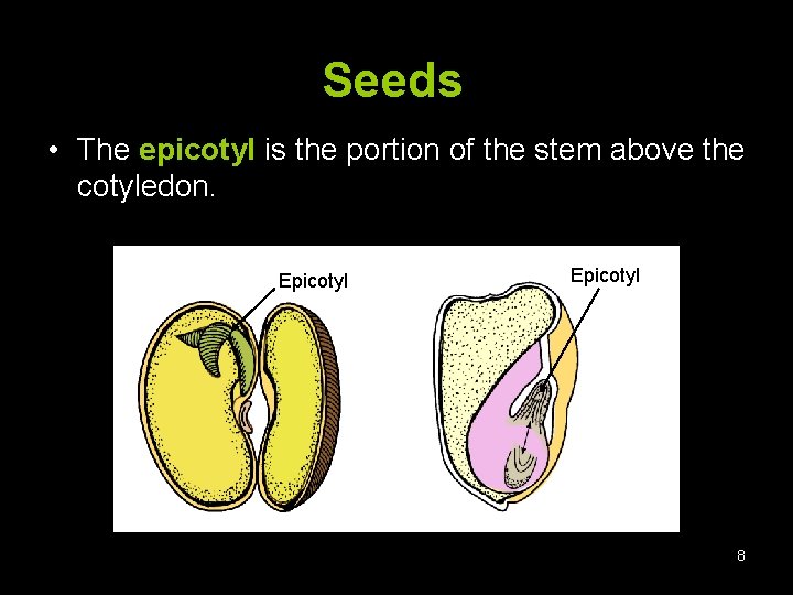 Seeds • The epicotyl is the portion of the stem above the cotyledon. Epicotyl