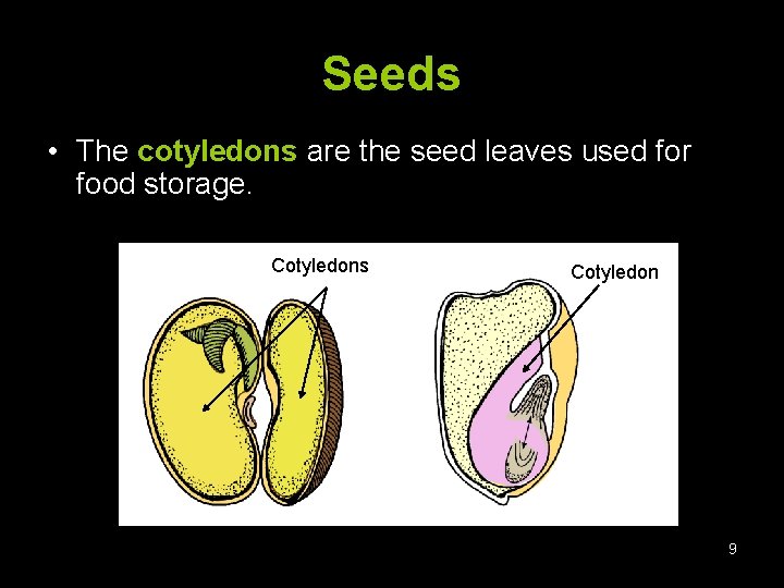 Seeds • The cotyledons are the seed leaves used for food storage. Cotyledons Cotyledon