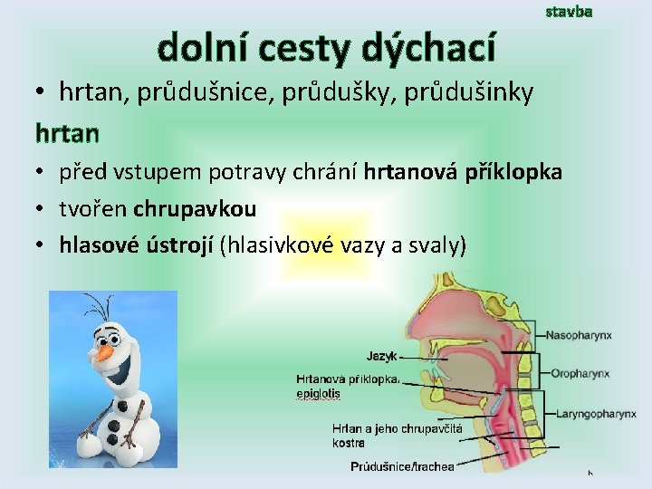 dolní cesty dýchací stavba • hrtan, průdušnice, průdušky, průdušinky hrtan • před vstupem potravy