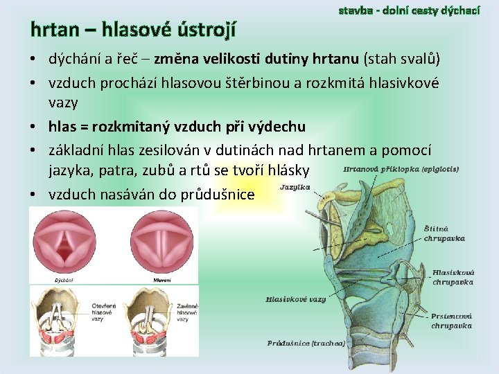 hrtan – hlasové ústrojí stavba - dolní cesty dýchací • dýchání a řeč –