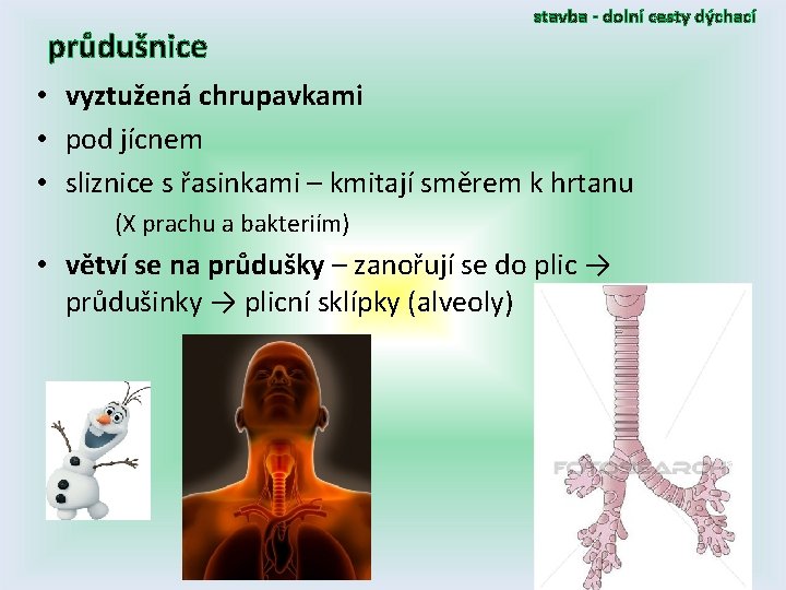 průdušnice stavba - dolní cesty dýchací • vyztužená chrupavkami • pod jícnem • sliznice