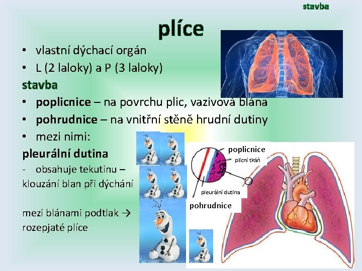 stavba plíce • vlastní dýchací orgán • L (2 laloky) a P (3 laloky)