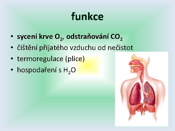 funkce • • sycení krve O 2, odstraňování CO 2 čištění přijatého vzduchu od