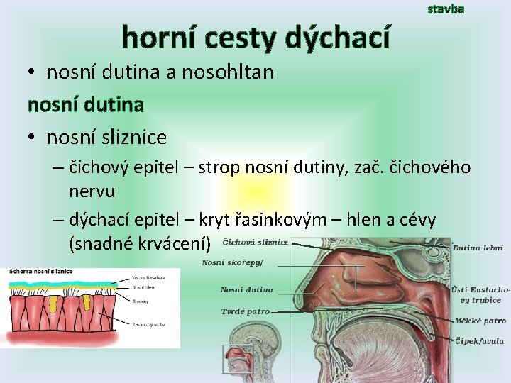 horní cesty dýchací stavba • nosní dutina a nosohltan nosní dutina • nosní sliznice