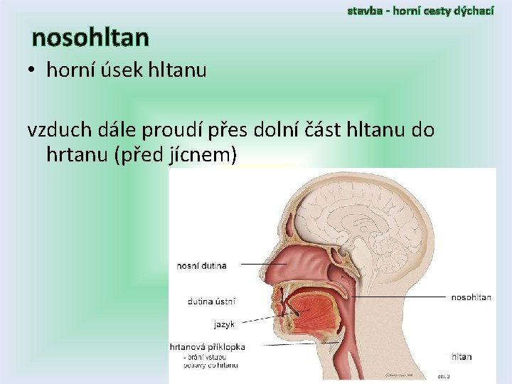 stavba - horní cesty dýchací nosohltan • horní úsek hltanu vzduch dále proudí přes