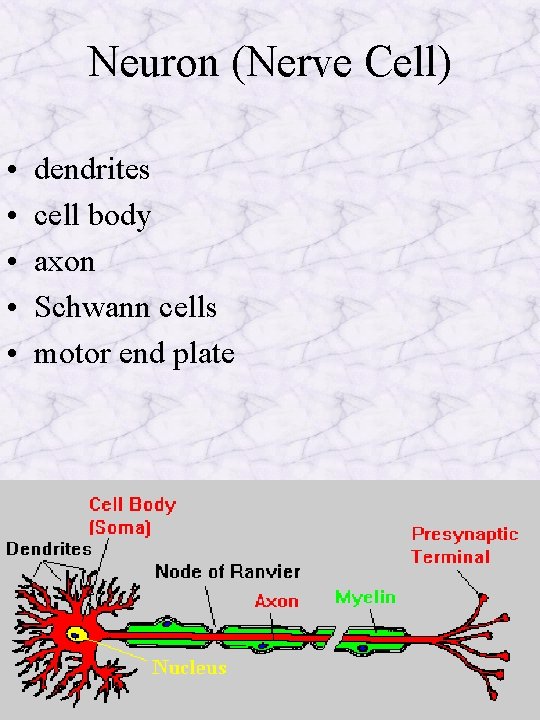 Neuron (Nerve Cell) • • • dendrites cell body axon Schwann cells motor end