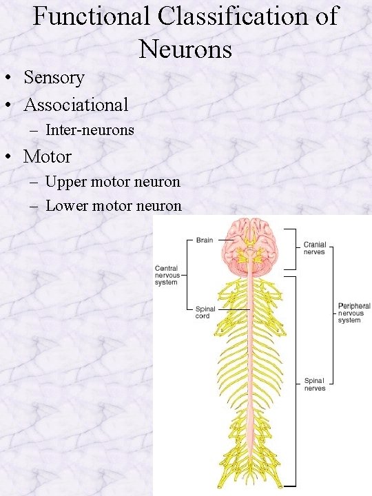 Functional Classification of Neurons • Sensory • Associational – Inter-neurons • Motor – Upper