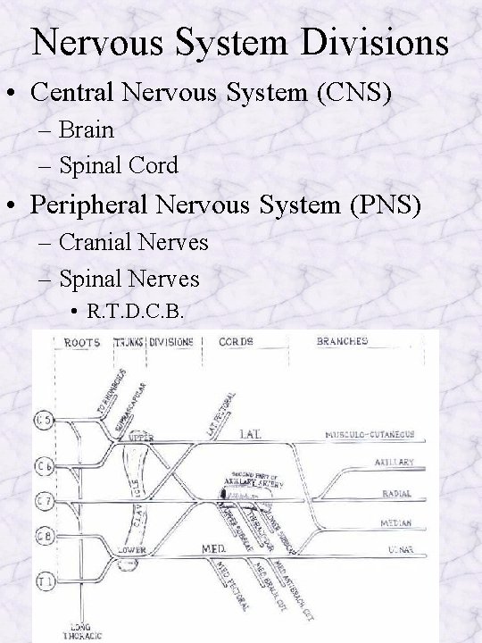 Nervous System Divisions • Central Nervous System (CNS) – Brain – Spinal Cord •