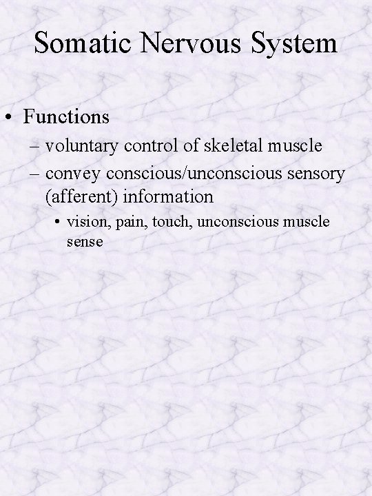 Somatic Nervous System • Functions – voluntary control of skeletal muscle – convey conscious/unconscious