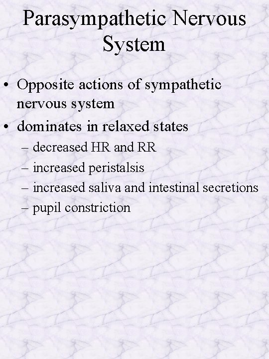 Parasympathetic Nervous System • Opposite actions of sympathetic nervous system • dominates in relaxed