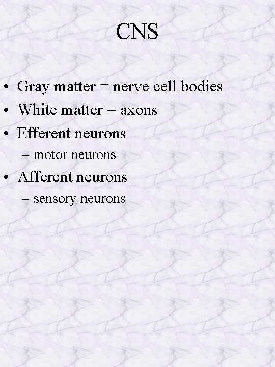 CNS • Gray matter = nerve cell bodies • White matter = axons •