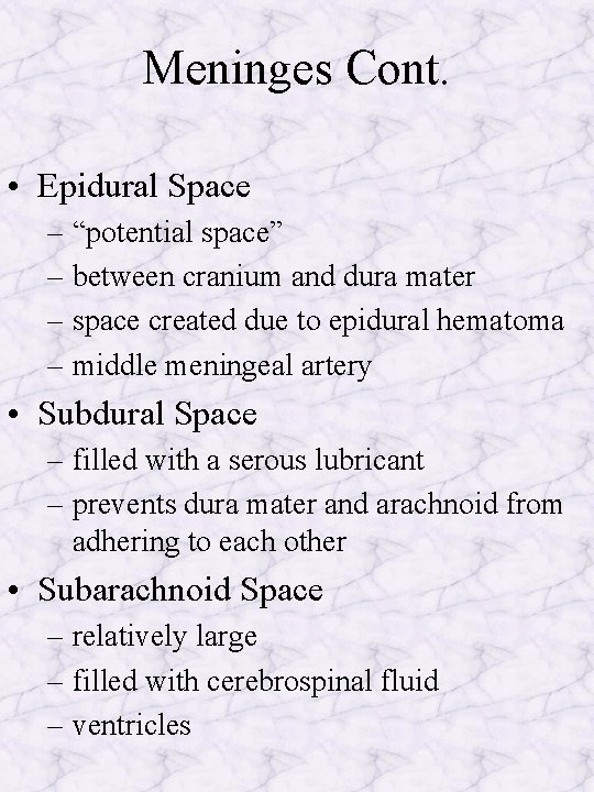 Meninges Cont. • Epidural Space – “potential space” – between cranium and dura mater