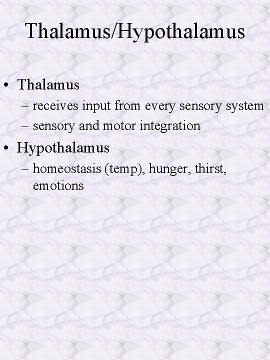 Thalamus/Hypothalamus • Thalamus – receives input from every sensory system – sensory and motor