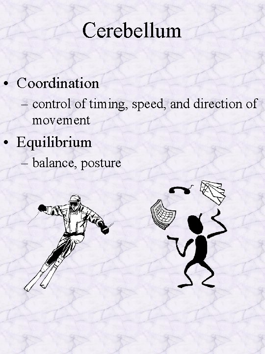 Cerebellum • Coordination – control of timing, speed, and direction of movement • Equilibrium