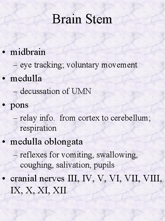 Brain Stem • midbrain – eye tracking; voluntary movement • medulla – decussation of