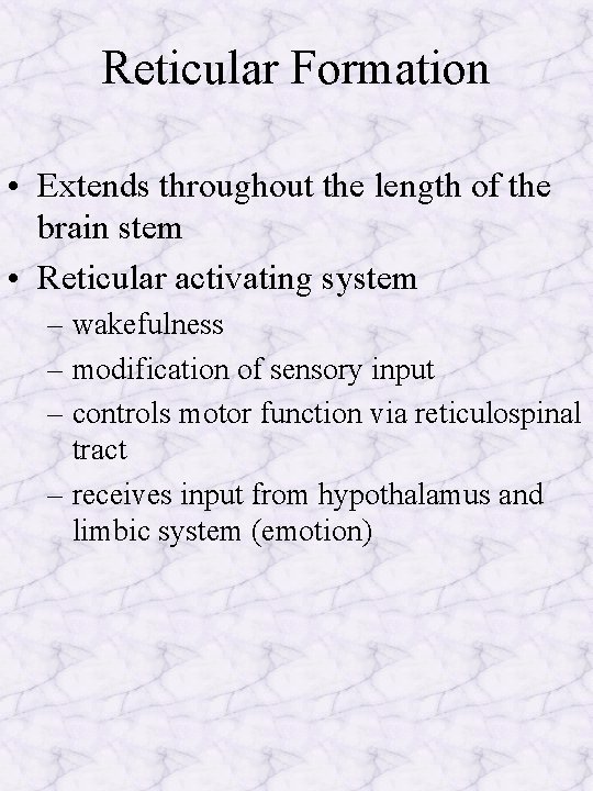 Reticular Formation • Extends throughout the length of the brain stem • Reticular activating