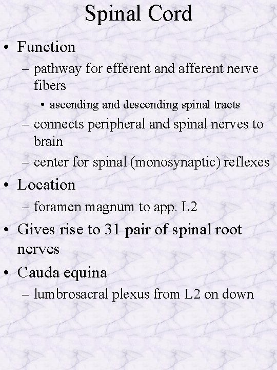 Spinal Cord • Function – pathway for efferent and afferent nerve fibers • ascending
