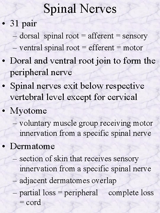 Spinal Nerves • 31 pair – dorsal spinal root = afferent = sensory –