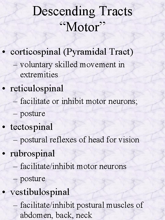 Descending Tracts “Motor” • corticospinal (Pyramidal Tract) – voluntary skilled movement in extremities •