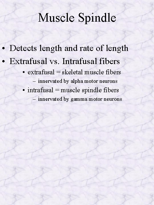 Muscle Spindle • Detects length and rate of length • Extrafusal vs. Intrafusal fibers