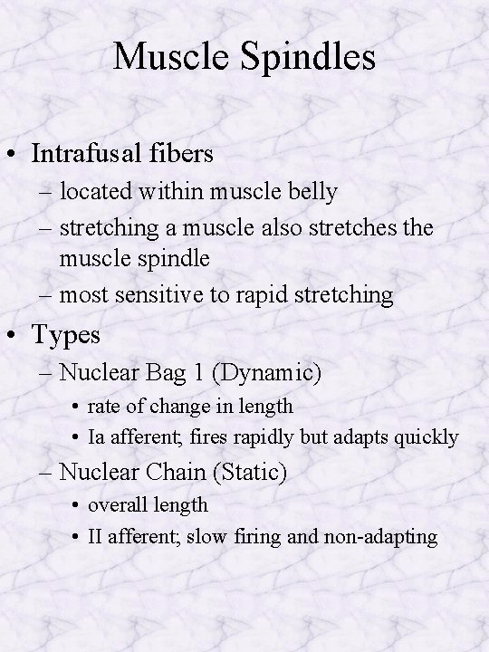 Muscle Spindles • Intrafusal fibers – located within muscle belly – stretching a muscle