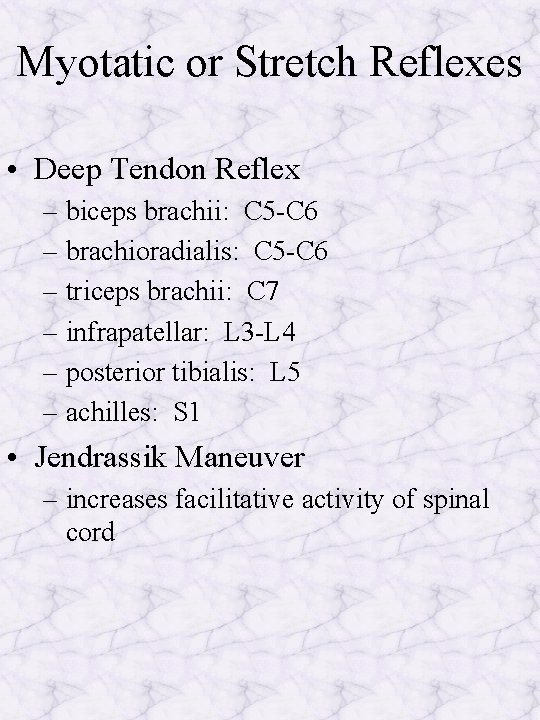 Myotatic or Stretch Reflexes • Deep Tendon Reflex – biceps brachii: C 5 -C