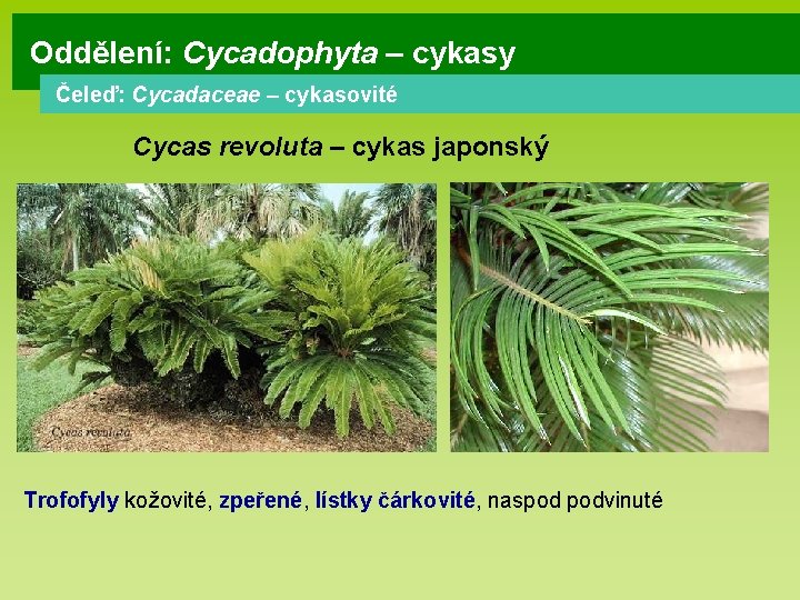 Oddělení: Cycadophyta – cykasy Čeleď: Cycadaceae – cykasovité Cycas revoluta – cykas japonský Trofofyly