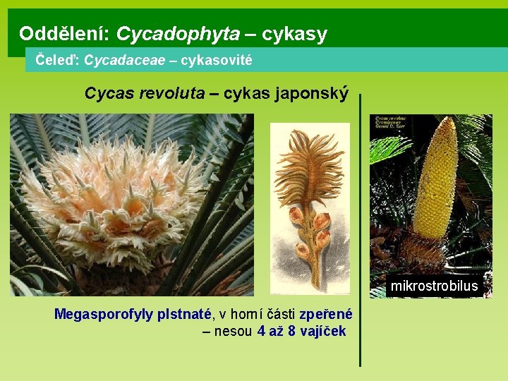 Oddělení: Cycadophyta – cykasy Čeleď: Cycadaceae – cykasovité Cycas revoluta – cykas japonský mikrostrobilus