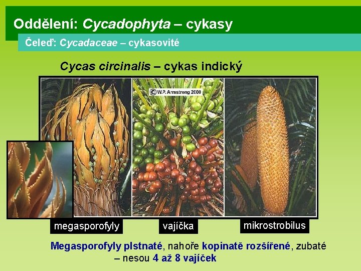 Oddělení: Cycadophyta – cykasy Čeleď: Cycadaceae – cykasovité Cycas circinalis – cykas indický megasporofyly Oddělení: Cycadophyta – cykasy Čeleď: Cycadaceae – cykasovité Cycas circinalis – cykas indický megasporofyly