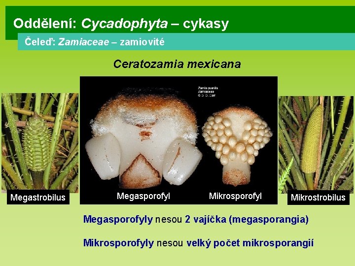 Oddělení: Cycadophyta – cykasy Čeleď: Zamiaceae – zamiovité Ceratozamia mexicana Megastrobilus Megasporofyl Mikrostrobilus Megasporofyly