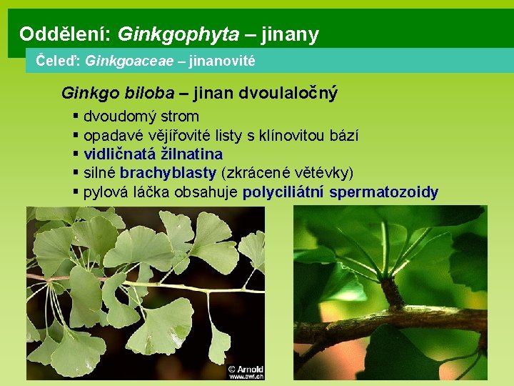 Oddělení: Ginkgophyta – jinany Čeleď: Ginkgoaceae – jinanovité Ginkgo biloba – jinan dvoulaločný §