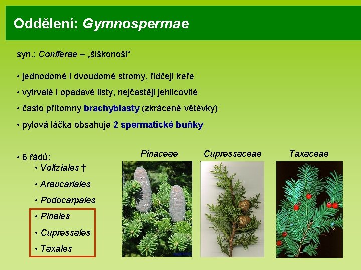 Oddělení: Gymnospermae syn. : Coniferae – „šiškonoši“ • jednodomé i dvoudomé stromy, řidčeji keře