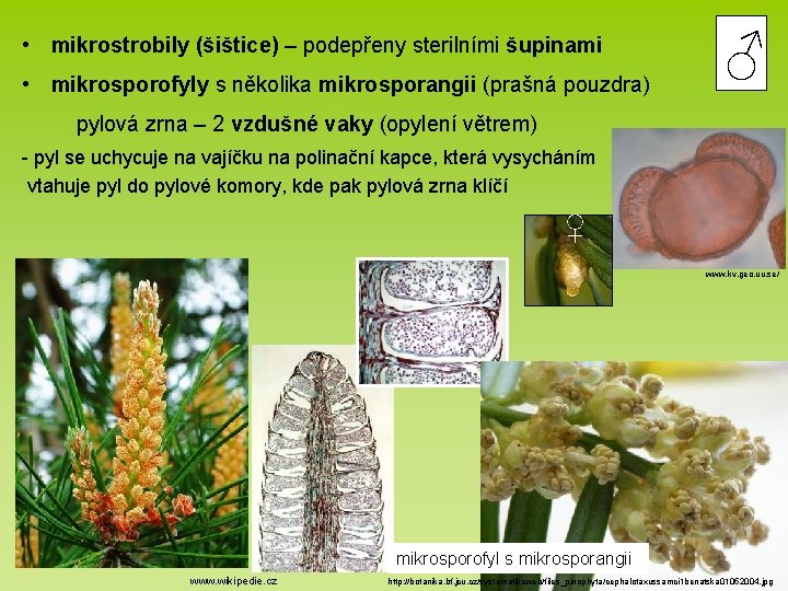 • mikrostrobily (šištice) – podepřeny sterilními šupinami • mikrosporofyly s několika mikrosporangii (prašná • mikrostrobily (šištice) – podepřeny sterilními šupinami • mikrosporofyly s několika mikrosporangii (prašná